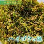 ハイゴケの種10L 観葉植物 こけ 苔g