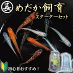 スターター セット アクアリウム めだか