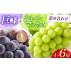 ショッピングふるさと納税 先行予約 ふるさと納税 【先行予約】ブドウ詰め合わせ シャインマスカット ＆ 巨峰 4〜6房 ( 各2〜3房 ) | フルーツ 果物 ぶどう 食べ比べ セット 大分県 .. 大分県中津市
