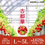 いちご 古都華 270g×6P