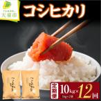 コシヒカリ 定期便 5kg