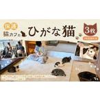 保護猫カフェひがな猫 1時間無料券 3枚