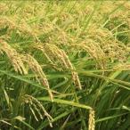 福岡のお米 めし丸 元気つくし 2kg×1袋