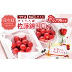 ふるさと納税 【先行予約】母の日《温室栽培》さくらんぼ 「 佐藤錦 」秀品 Lサイズ 200g（100g×2パック）バラ付き（生花）令和8年産 山.. 山形県寒河江市