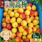 南高梅 約5kg