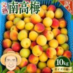 南高梅 約10kg