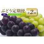 ぶどう 定期便 2回 葡萄 ブドウ フルーツ 果物