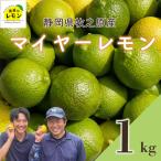 檸檬 マイヤーレモン 1kg