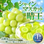 シャインマスカット 晴王 約500g×2房