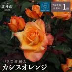 バラ苗鉢植え カシスオレンジ