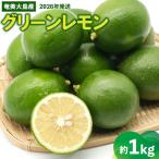 2026年発送 奄美大島産 グリーンレモン 約1kg