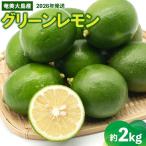 2026年発送 奄美大島産 グリーンレモン 約2kg