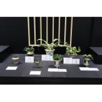 体験 観葉植物 おもと講座と植え替え体験