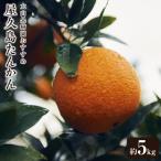 大山果樹園 屋久島たんかん 約5kg
