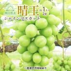 シャインマスカット 晴王 大粒種無し