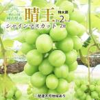 シャインマスカット 晴王 特大房