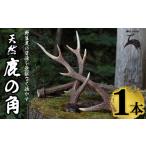 天然の鹿角 1本