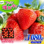 いちご 恋みのり約1080g 約270g