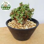fu.... налог kela задний *pigma воздушный ( departure корень управление settled ) A002l декоративное растение ko- Dex бонсай растение в горшке интерьер ящик кошка [0655] Chiba префектура Sodegaura город 