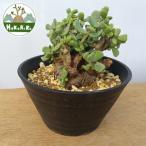 fu.... налог kela задний *pigma воздушный ( departure корень управление settled ) A003l декоративное растение ko- Dex бонсай растение в горшке интерьер ящик кошка [0656] Chiba префектура Sodegaura город 