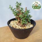 fu.... налог kela задний *pigma воздушный ( departure корень управление settled ) A009l декоративное растение ko- Dex бонсай растение в горшке интерьер ящик кошка [0662] Chiba префектура Sodegaura город 