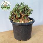 fu.... налог kela задний *pigma воздушный ( departure корень управление settled ) A013l декоративное растение ko- Dex бонсай растение в горшке интерьер ящик кошка [0666] Chiba префектура Sodegaura город 
