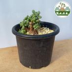 fu.... налог kela задний *pigma воздушный ( departure корень управление settled ) A015l декоративное растение ko- Dex бонсай растение в горшке интерьер ящик кошка [0668] Chiba префектура Sodegaura город 