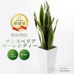 サンスベリア ローレンティー 7号 Green