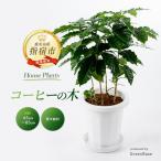 コーヒーの木 7号 Green Base IB003-018
