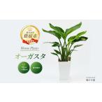 fu.... налог декоративное растение Augusta 60cm~80cm зеленый. средний дорога IB067-003 декоративное растение декоративное растение Кагосима префектура палец . город 