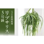 fu.... налог Suzuki сельское хозяйство . тщательно отобранный lipsa белка 5 номер горшок × 1 горшок lipsa белка длинный размер висячий pot подвешивание ниже салон декоративное растение цветок растение в горшке горшок f.. префектура Аичи рисовое поле . город 