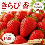 いちご 苺 きらぴ香 イチゴ 1.6kg