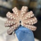 fu.... налог соль .. осьминог [ рассылка не возможно регион : отдаленный остров ][1694609] Osaka (столичный округ) Ibaraki город 