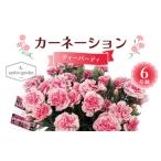ふるさと納税 【2026年5月10日母の日】贈答用カーネーション ティーパーティ６号鉢  2026年5月5日から順次発送 母の日 花 フラワー 鉢植 植物 贈.. 埼玉県本庄市