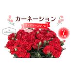 ふるさと納税 【2026年5月10日母の日】贈答用カーネーション フェアリースマイル7号鉢  2026年5月5日から順次発送 母の日 花 フラワー 鉢植 植物.. 埼玉県本庄市