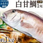 天然 白甘鯛 1尾