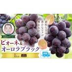 ピオーネ オーロラブラック 計2房