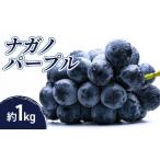 小松農園 2026年産 ナガノパープル 1kg