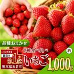 イチゴ 生産量 西 日本一 厳選農家直送 おまかせ 2種のいちご 食べ比べ