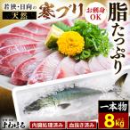 若狭 日向の天然寒ブリ 脂 8kg以上