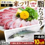 若狭 日向の天然寒ブリ 脂 10kg以上