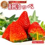 紅ほっぺ 1kg