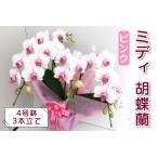 やない洋蘭園 ミディ胡蝶蘭ピンク 4号鉢 3本立て