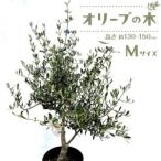 fu.... налог оливковый. дерево M размер высота примерно 130~150cm Kagawa префектура Takamatsu город 