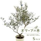 fu.... налог оливковый. дерево S размер высота примерно 100~130cm Kagawa префектура Takamatsu город 