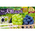 シャインマスカット 2房 約1.2kg