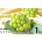 ふるさと納税 シャインマスカット 晴王 約500g×2房 （計約1kg） 【2026年8月下旬〜11月下旬迄発送 ／ マスカット 葡萄 ぶどう 果物 果実 フ.. 岡山県美咲町