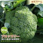 ブロッコリー 約3kg