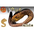 海のギャング 朝獲れウツボ 丸ごと1本