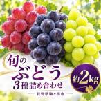 2026年産旬のぶどう詰め合わせ3種約2kg